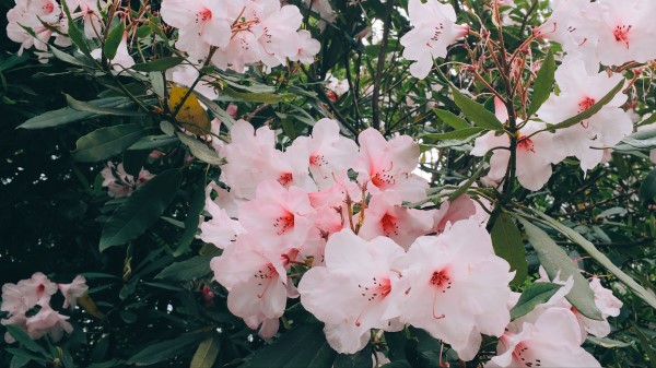 Flowers Pink Bloom wallpaper