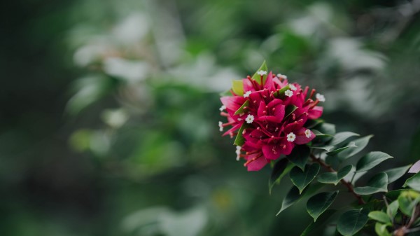 Flowers Pink Branch wallpaper