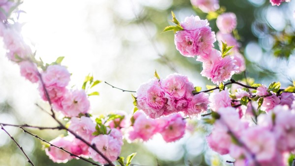 Flowers Pink Branch Spring Flowering wallpaper