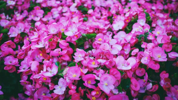 Flowers Pink Meadow Bright wallpaper