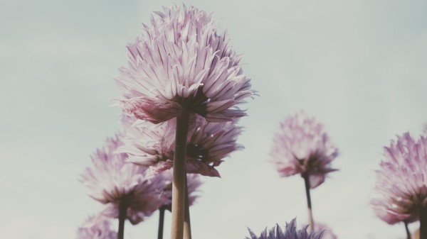 Flowers Plant Bloom wallpaper