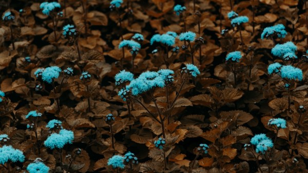 Flowers Plant Blue Wallpaper