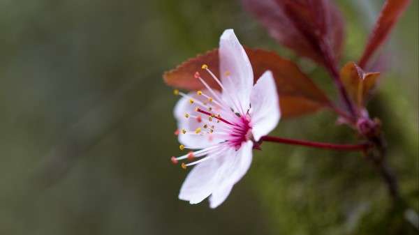 Flowers Pollen Petals Wallpaper