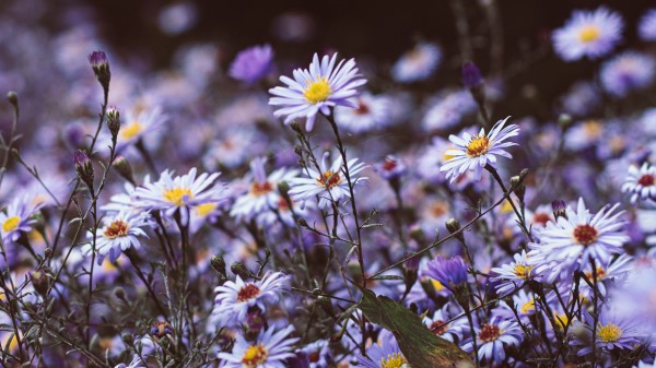 Flowers Purple Bloom wallpaper