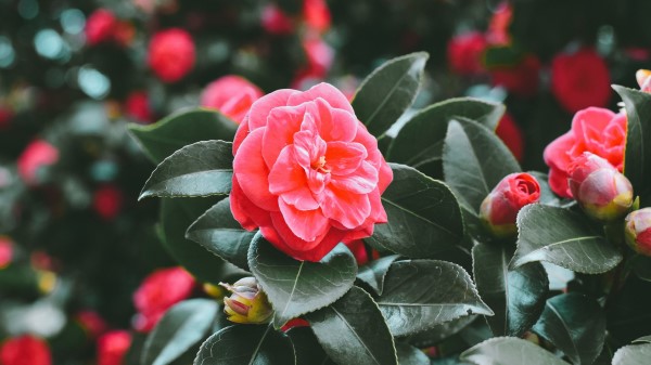 Flowers Spring Pink Bush Blur wallpaper