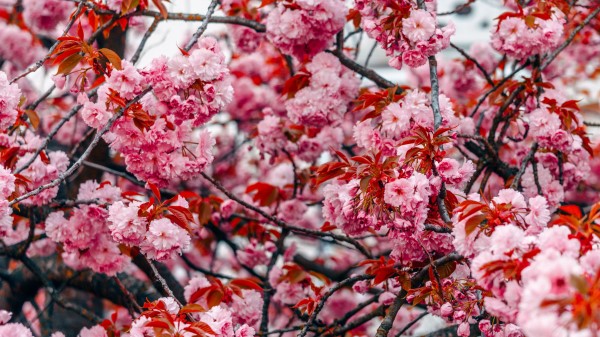 Flowers Tree Pink Wallpaper
