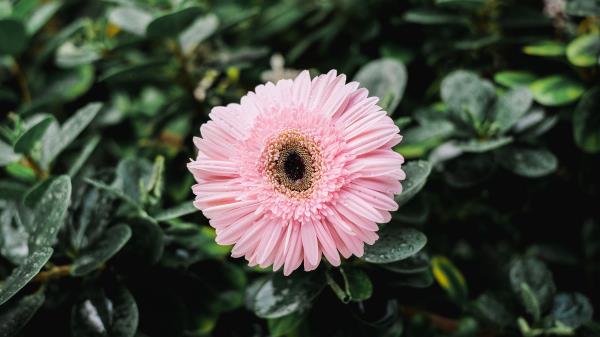 Gerbera Bud Petals Wallpaper