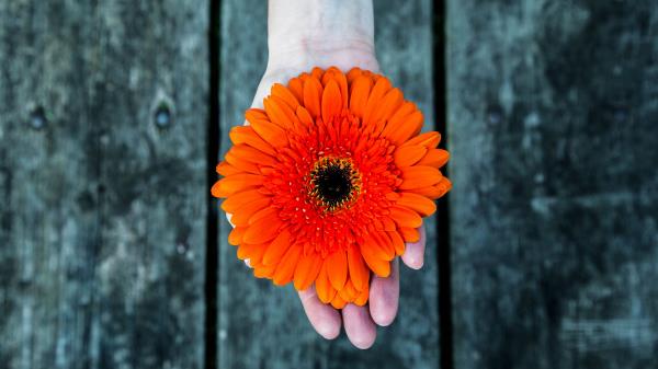 Gerbera Flower Hand Wallpaper