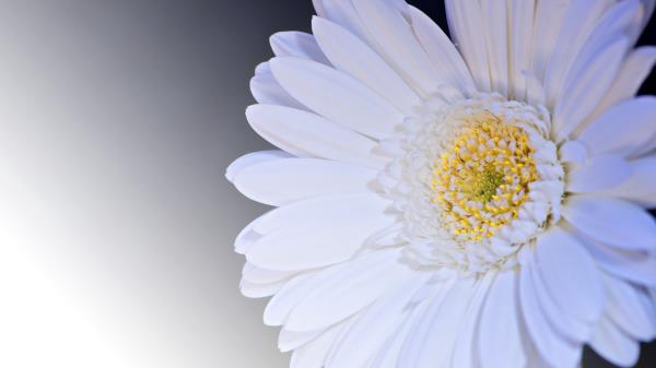 Gerbera Flower Petals White Wallpaper