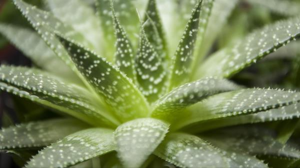 Haworthia Flower Houseplant Close Up Wallpaper