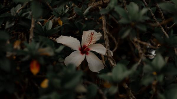 Hibiscus Flower White Wallpaper