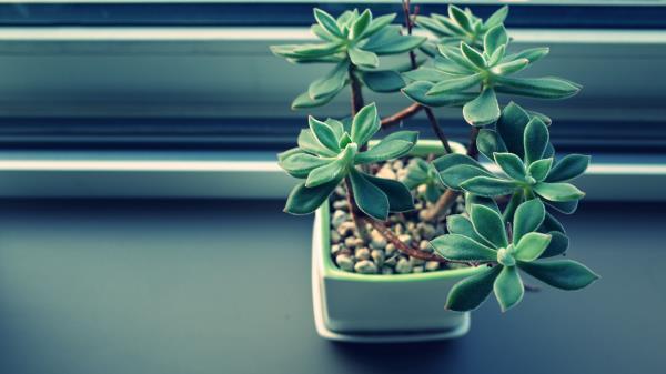 Houseplant Pot Sill Wallpaper