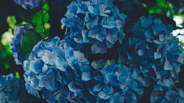 Hydrangea Blue Inflorescence Wallpaper