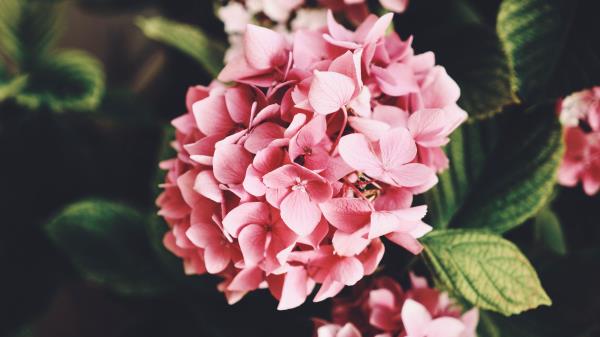 Hydrangea Flowers Bloom Wallpaper