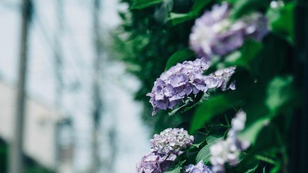 Hydrangea Flowers Bushes Wallpaper