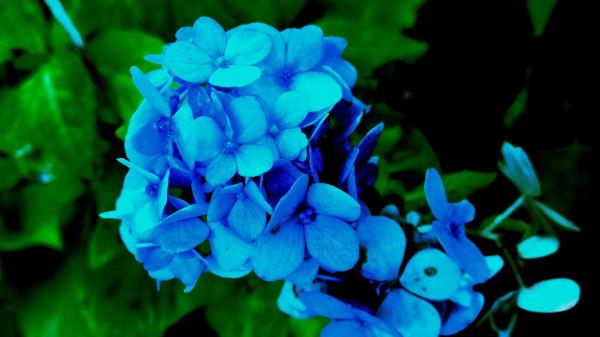 Hydrangea Petals Blue Bush Wallpaper
