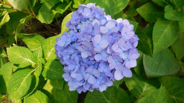 Hydrangea Shrub Lilac Wallpaper