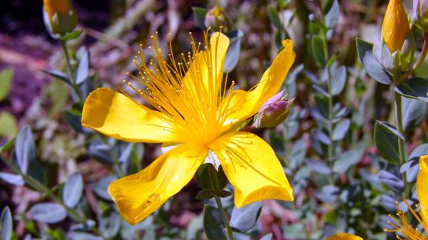 Hypericum Flowers Buds Petals Wallpaper