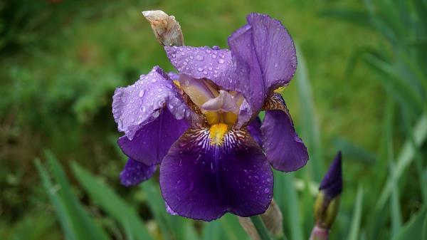 Iris Flower Bud Drops Wallpaper