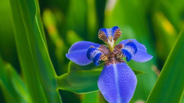 Iris Flower Petals Wallpaper