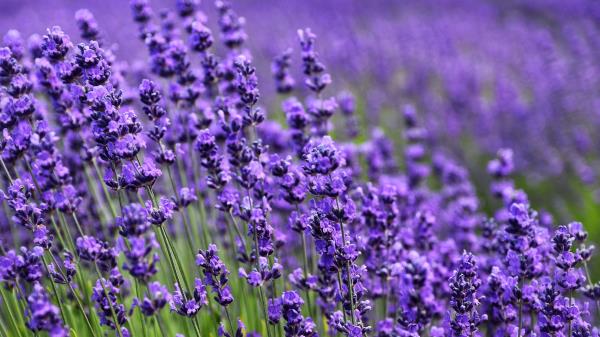 Lavender Flower Purple Image Wallpaper