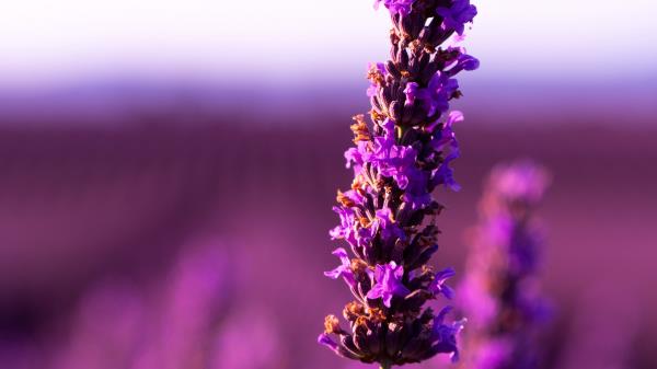 Lavender Flower Purple Wallpaper