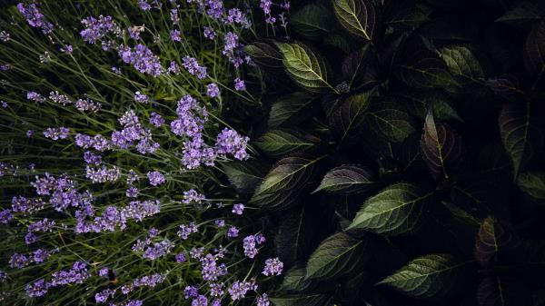 Lavender Flowers Bloom Wallpaper