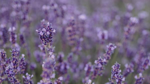 Lavender Flowers Field Image Wallpaper