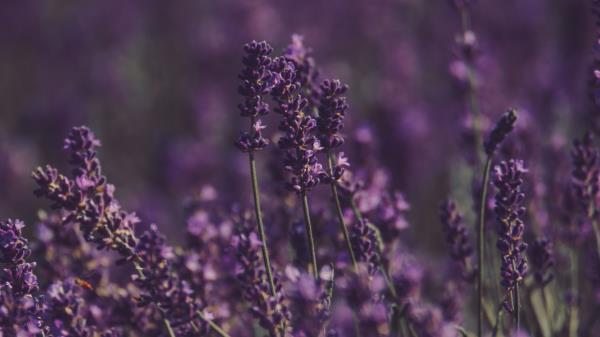 Lavender Flowers Field Wallpaper