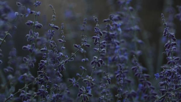Lavender Flowers Wildflowers Image Wallpaper