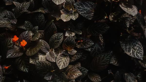Leaves Flowers Plants Wallpaper