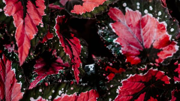 Leaves Plant Houseplant Wallpaper