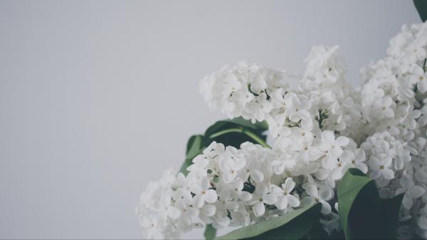 Lilac Flowers Branch Image Wallpaper