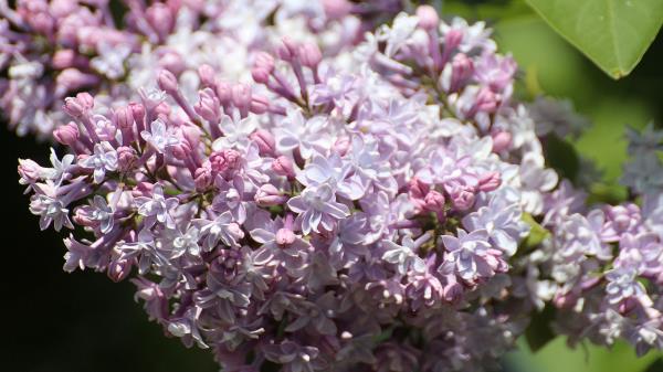 Lilac Flowers Branch Wallpaper