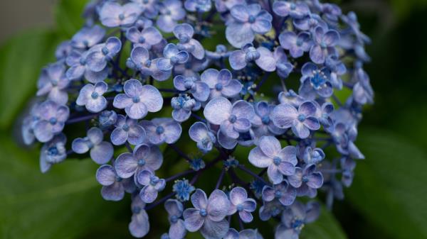Lilac Flowers Inflorescence Wallpaper