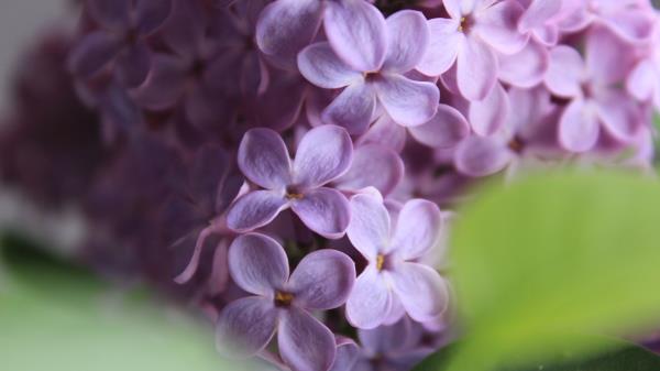 Lilac Flowers Macro Wallpaper