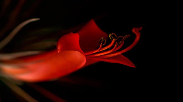 Lily Flower Bloom Wallpaper