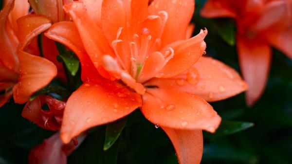 Lily Flowers Orange Wallpaper