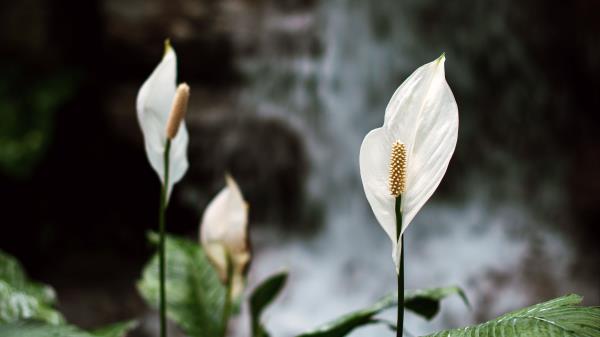 Lily Flowers White Wallpaper