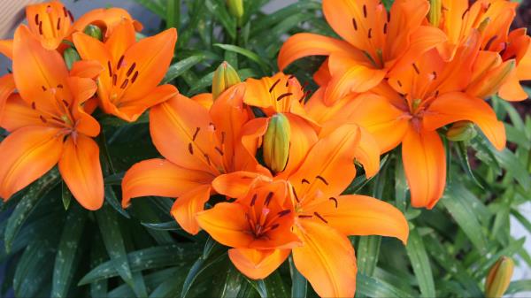 Lily Orange Bright Flower Wallpaper