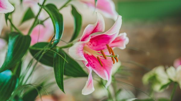 Lily Petals Stamens Wallpaper