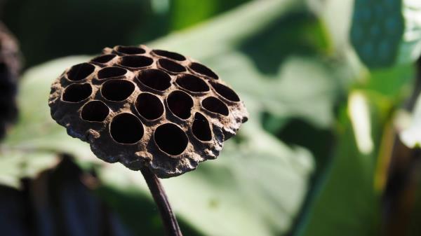 Lotus Dry Flower Bud Wallpaper