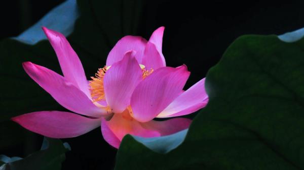 Lotus Flower Leaves Wallpaper