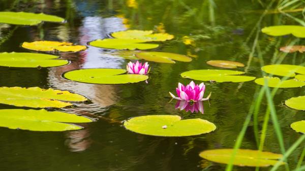Lotus Leaves Flowers Wallpaper
