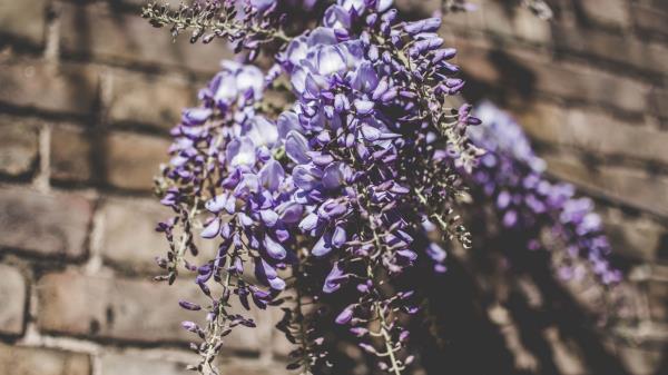 Lupines Bouquet Light Wallpaper