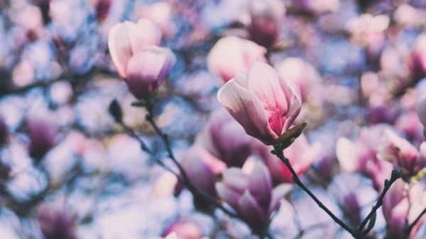 Magnolia Pink Branches Blossom Wallpaper