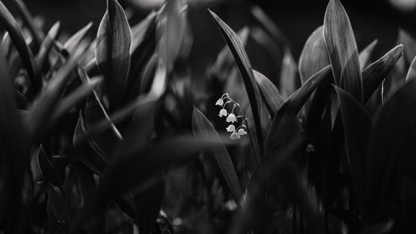 Maylily Flowers Bw Wallpaper
