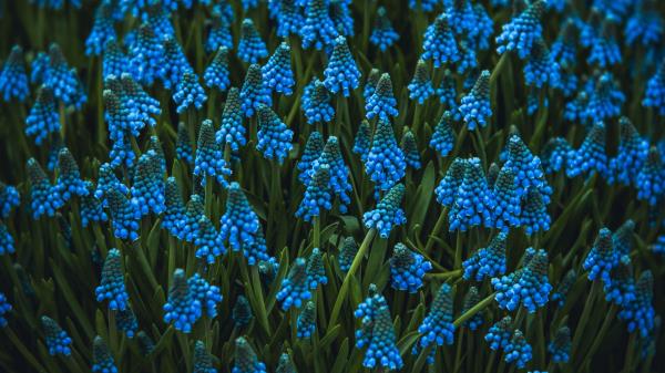 Muscari Flowers Blue Wallpaper