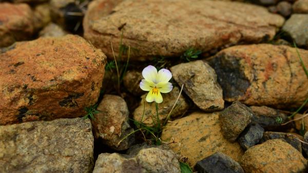 Myosotis Flower Bloom Image Wallpaper