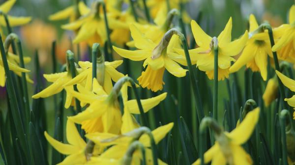 Narcissus Flowers Buds Stems Wallpaper